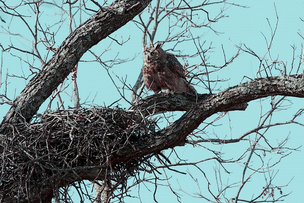 Great Horned Owl guarding nest.jpg